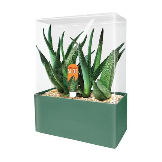 Seed Squares - Altruistic Aloe By Unique Gardener | 6" x 5.625" x 3" | Michaels®